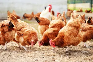 飼料グレード動物栄養添加物白色結晶性粉末K3メナジオン重硫酸ナトリウム