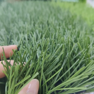 Chuyên nghiệp bóng đá cỏ và Bóng đá Turf cho các trường học và sân vận động ở phía nam Châu Phi - Product Image 6