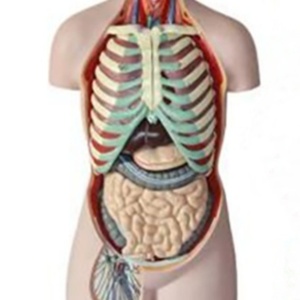 DARHMMY 85 cm Modèle de torse anatomique <span class=keywords><strong>humain</strong></span> en PVC à dos ouvert <span class=keywords><strong>asexué</strong></span> avec 17 pièces pour les sciences médicales - Product Image 3