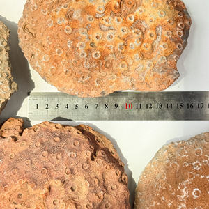 Piedra en bruto de <span class=keywords><strong>Coral</strong></span> fósil <span class=keywords><strong>Natural</strong></span> decoración del hogar adorno de cristal piedras preciosas de <span class=keywords><strong>Coral</strong></span> fósil <span class=keywords><strong>Natural</strong></span> - Product Image 5