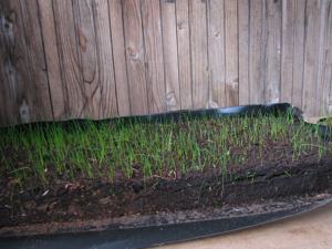 Losas de Turba Prensada para Paisajismo - Product Image 6