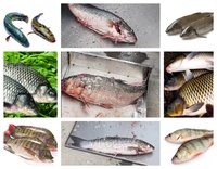 Machine à enlever les écailles de poisson électrique