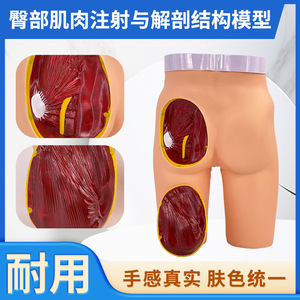 Inyección intramuscular avanzada en la nalga; modelo anatómico de inyección en la nalga; modelo didáctico para práctica de enfermería. - Product Image 5