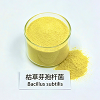 Spores d'Aspergillus Niger 100 milliards UFC/g Enzymes de qualité alimentaire Amélioration de la palatabilité Additif pour la digestion et l'absorption pour porcs et poulets