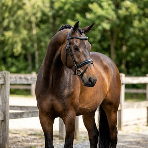 Bridon et rênes en cuir véritable faits à la main, taille standard, confortables, pour l'équitation en trail et les compétitions de course, durables - Product Image 1