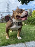 Vente en gros de produits pour animaux de compagnie Collier ras du cou réglable en acier inoxydable de bonne qualité pour chien de taille moyenne Collier à chaîne