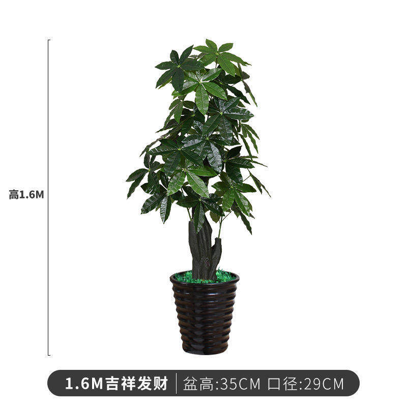 160cm riche * herbe du bassin