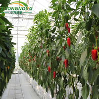 Invernadero Tipo Túnel de Gran Tamaño y Bajo Costo, Personalizable, con Lámina Arqueada de PE para Cultivo Continuo de Frutas y Verduras