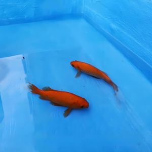 Vibrant Color Water Based Eco Friendly <b>Waterproof</b> <b>Paint</b> for <b>Walls</b> and Roofs Supplier on Alibaba - Product Image 2