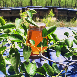 Pot de <span class=keywords><strong>miel</strong></span> sdr en verre, certifié iso, organique, 250g, pour yemanti - Product Image 2