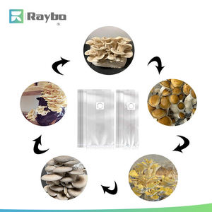 Kantong Budidaya Jamur RAYBO 20x12x50cm untuk Jamur <span class=keywords><strong>Oyster</strong></span>, Shiitake, dan Lions Mane dengan Filter Patch - Product Image 6