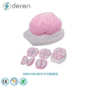Modelo de Sección de Cabeza de Tamaño Real en PVC y Silicona Suave para Ciencias Médicas y Ambientales, Modelo Educativo de <span class=keywords><strong>Anatomía</strong></span> <span class=keywords><strong>Seccional</strong></span> del Cerebro Humano - Product Image 2