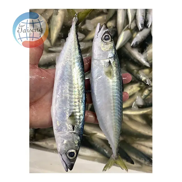 Penawaran kualitas terbaik ikan makarel Frozen WR Pacific dengan ukuran 8-10 buah/kg