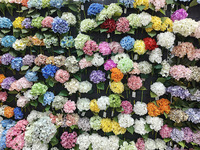 M-1046 Tête de Fleur d'Hortensia Artificielle Moyenne en Soie de Haute Qualité pour Mariage