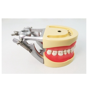 Modelos de educación dental Entrenamiento extraíble Modelo de dientes simulados Goma blanda - Product Image 3
