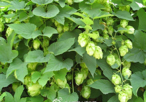 Üretici tedarikçi bitkisel özü Xanthohumol, Flavones <span class=keywords><strong>Hops</strong></span> özü - Product Image 6