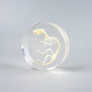 Таксидермическая летучая мышь, скелет, насекомое из смолы, сохраненный образец, развивающие игрушки для обучения, подарок на Хэллоуин - Product Image 5