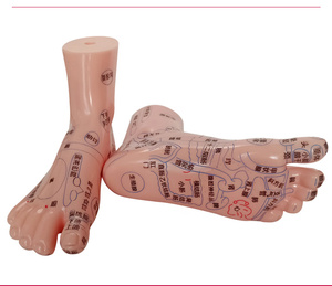 El Ayak Kulak Modeli Meridyen Akupunktur Noktası Refleks Bölgesi 17cm Yüksek Çözünürlüklü Çin Tıbbı Öğretimi - Product Image 6