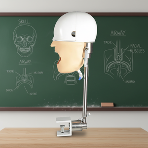 Mannequin de formation à l'intubation fixe sur le bureau avec support pour l'enseignement médical - Product Image 4
