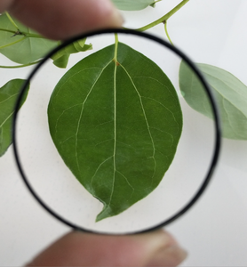 Lente convexa óptica para telescopio, lente de doble cimentación acromática ED, objetivo para telescopio - Product Image 5