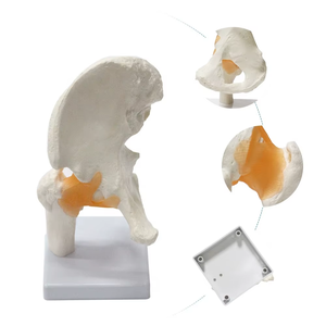 Articulación <span class=keywords><strong>de</strong></span> cadera humana y modelo <span class=keywords><strong>de</strong></span> ligamento <span class=keywords><strong>de</strong></span> <span class=keywords><strong>la</strong></span> articulación femoral FRT028 modelo <span class=keywords><strong>de</strong></span> <span class=keywords><strong>enseñanza</strong></span> médica <span class=keywords><strong>de</strong></span> articulación <span class=keywords><strong>de</strong></span> cadera <span class=keywords><strong>de</strong></span> anatomía grande Natural - Product Image 1