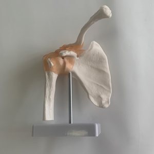 Mô hình Khớp vai chất lượng cao với mô hình xương dây chằng - Product Image 5