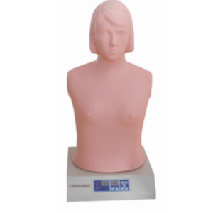 Attrezzatura didattica medica <span class=keywords><strong>CPR</strong></span> formazione uomo donna donna donna cuore polmone auscultazione simulatore di palpazione modello manichino - Product Image 2