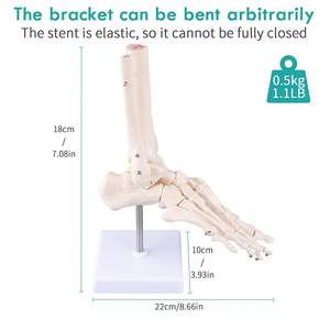 चिकित्सा मानव पैर टखने संयुक्त मॉडल Ligament पैर के साथ कंकाल मॉडल संरचनात्मक मॉडल जीवन आकार - Product Image 5