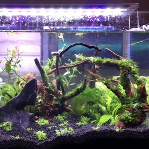 Sunsun — arbre aquatique en bois <span class=keywords><strong>naturel</strong></span>, tronc d'arbre, ornement de décoration pour <span class=keywords><strong>Aquarium</strong></span> et réservoir de poissons - Product Image 6