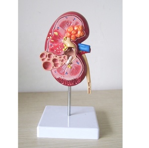 Modelo de Disección de Cavidad Nasal, Maniquí de Tamaño Real, PVC Avanzado con Tacto Realista, Modelo de Entrenamiento Médico - Product Image 3