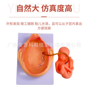 Modelo de embarazo y desarrollo embrionario, modelo del proceso de desarrollo fetal, modelo de demostración de planificación familiar de 10 partes - Product Image 2