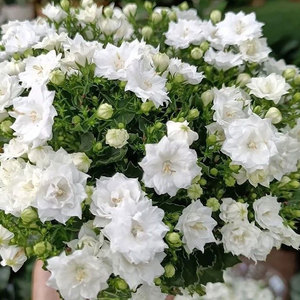 Origin of <b>Wind</b> <b>chime</b> Variety Complete Easy To Grow for Flower Garden Yard Decoration and Outdoor Decor - Product Image 5