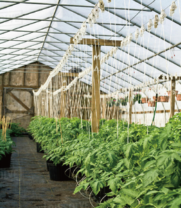 Cuerda de Rafia Resistente a los Rayos UV para Envasado Agrícola de Tomates y Bananas, Hilo para Enredadera, Cuerda Efectiva para Jardinería T&H - Product Image 3