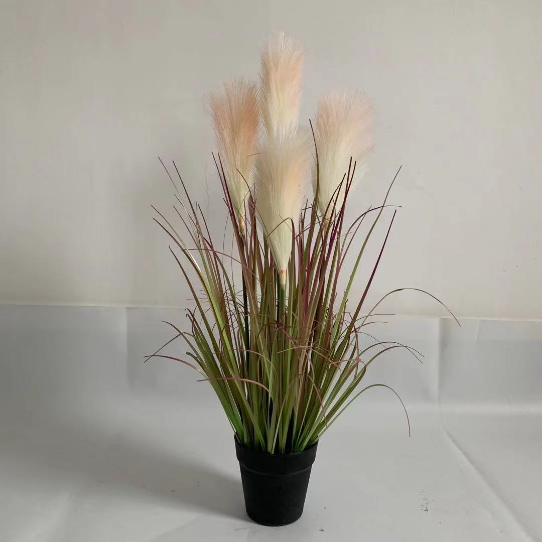Canna rosa da 75 cm a 5 teste