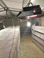 Chauffage infrarouge électrique pour poulets de ferme, couveuse pour poussins, chauffage infrarouge électrique pour volailles, couveuse pour cailles, lampe chauffante infrarouge électrique