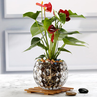 Vase en verre créatif transparent à pois, boule de cristal pour table, fleurs hydroponiques, décoration de mariage