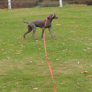 Correas personalizadas para entrenamiento de deslizamiento correa de perro de lujo con logotipo Correa De Perro Para Mascota correas de nailon para perros y Mascotas - Product Image 3