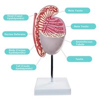 Modelo Anatómico Simulado del Sistema Reproductivo Masculino para Examen Anatómico del Testículo, Especialidad Médica, CE/ISO