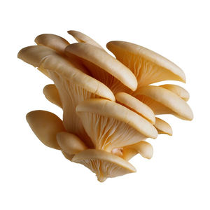 Vender bem frescos preços do mercado Oyster Mushroom <span class=keywords><strong>Extract</strong></span> Spawn Pleurotus Ostreatus Beta Glucans - Product Image 2
