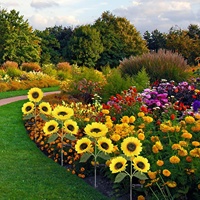 Lampes solaires LED en forme de tournesol pour la décoration de patio et de jardin, lampes solaires LED de haute qualité en forme de tournesol pour la décoration de parc
