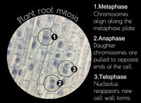 Science médicale préparant des lames de Microscope 10 pièces ensemble lames d'anatomie de graines de plantes lames préparées par Microscope pour une utilisation éducative