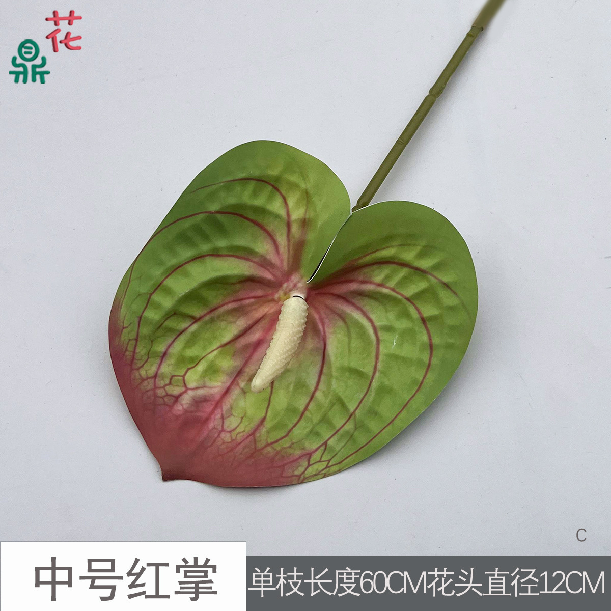 Anthurium rouge de taille moyenne C 22 vert foncé