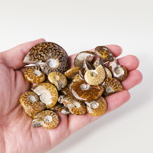 Vente en gros <span class=keywords><strong>de</strong></span> fossiles d'ammonites en cristal naturel <span class=keywords><strong>de</strong></span> bave <span class=keywords><strong>de</strong></span> coquillage, pour collection et décoration intérieure - Product Image 3