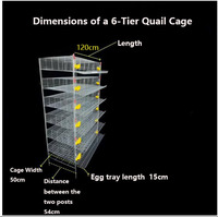 Nouvelle Cage Commerciale pour Cailles en Acier Galvanisé, Conception en H, Longueur 1,2 m, Automatisée, 6 Niveaux, Capacité 360, pour Élevage en Batterie, avec Abreuvement