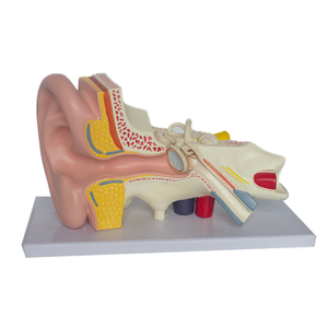 Venta al por mayor de <span class=keywords><strong>PET</strong></span>/PVC 3D modelo anatómico del oído humano para la educación y la formación en ciencias médicas - Product Image 1