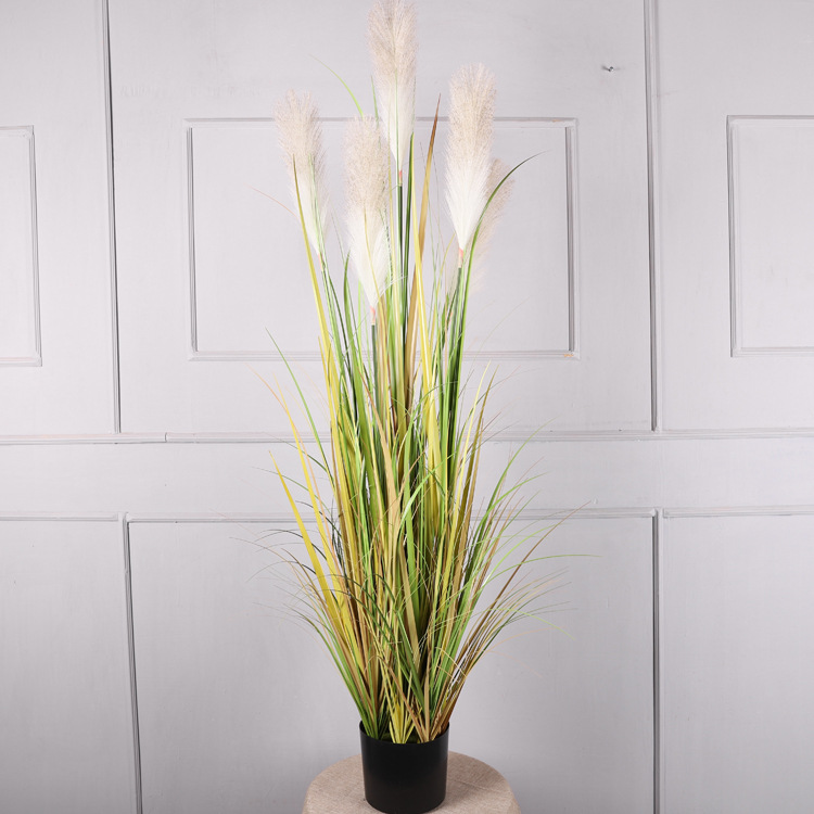 1.5-meter potted reeds, grayish-white