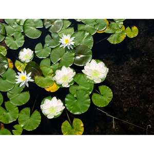 Nhiều màu LED hoa sen hồ bơi đèn vui vẻ nổi Pin hoạt động phụ kiện cho hồ bơi - Product Image 5