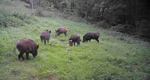 Ứng dụng HC-801ULtra FTP 4G săn bắn Camera ứng dụng kiểm soát video trực tiếp 4k Camera đường mòn động vật hoang dã - Product Image 5