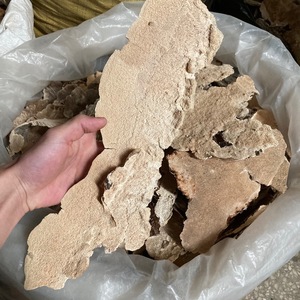Bois séché blanc, champignon Irpex, champignons laitus, lait, blanc, polypores dentés, à vendre - Product Image 5