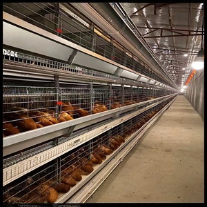 Nouvelle Cage <span class=keywords><strong>à</strong></span> Poules de Type H pour Pondeuses, Capacité 5000 Poulets, en Acier Galvanisé, Utilisation Agricole Automatique - Vente Chaude - Product Image 5